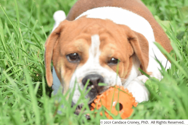 Brown and white adult dog lays in the grass and chews on an orange enrichment chew toy. 